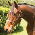 Classic Leather Hybrid Halter